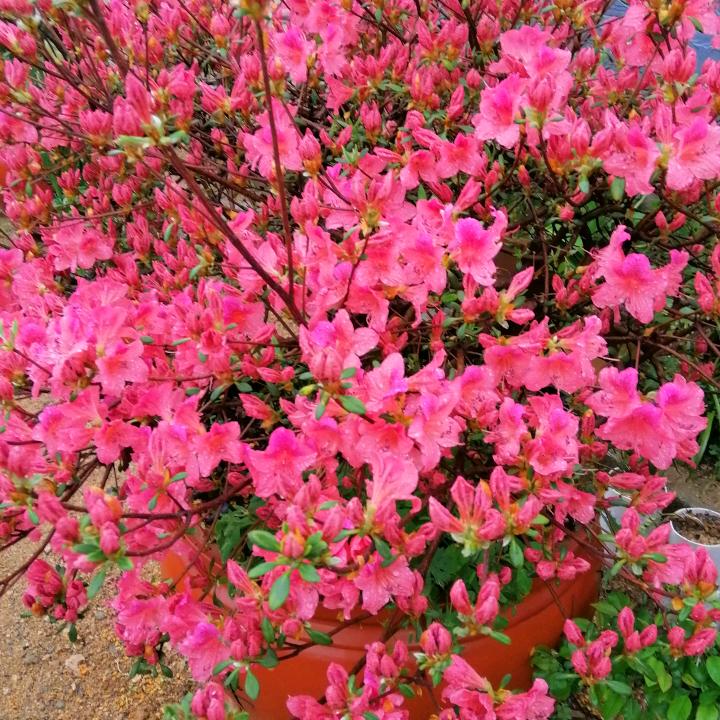 宁静❤️❤️❤️致远