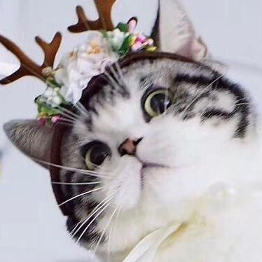 四季美国短毛猫-CFA美短猫舍
