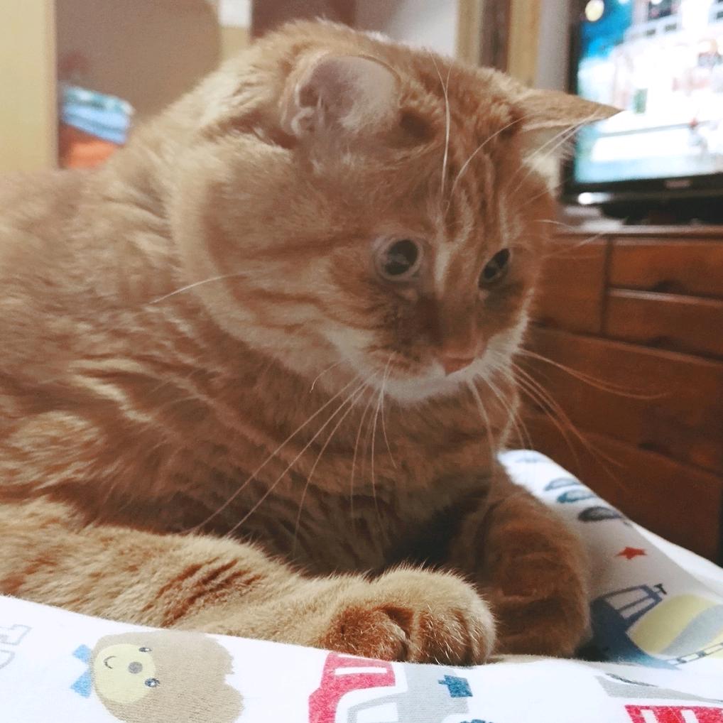 九月の叮当猫