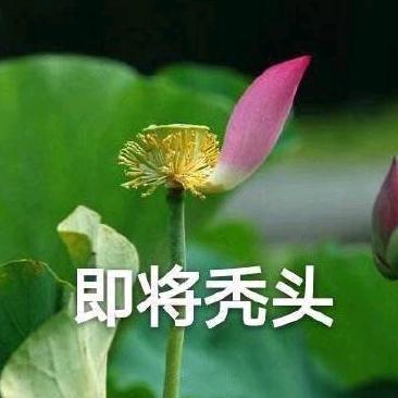 蒸饺儿