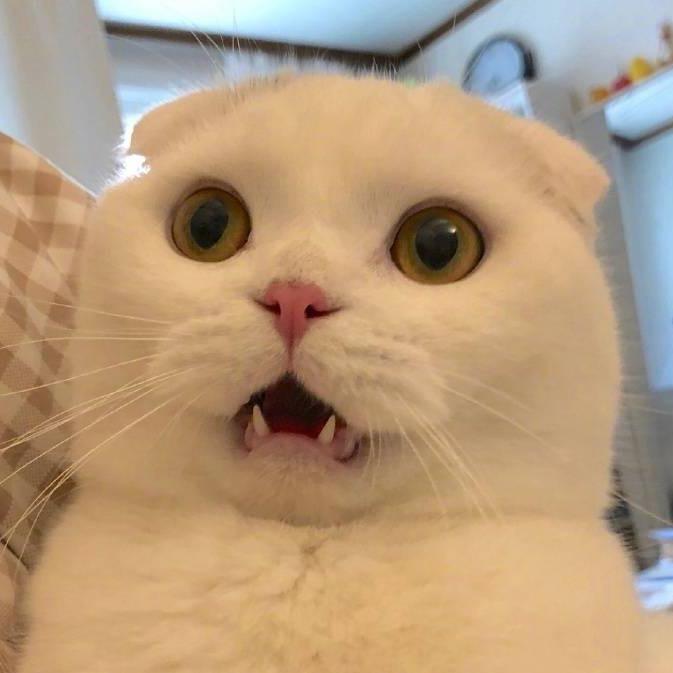 Sugar