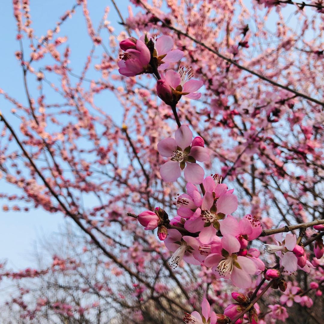 草原🌸