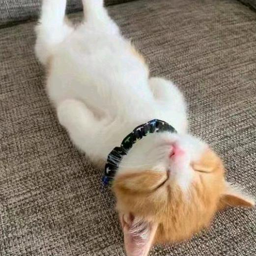 烟斗猫