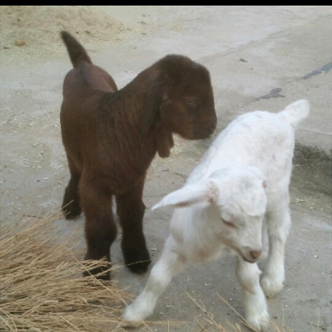 东升山羊— 否极泰来