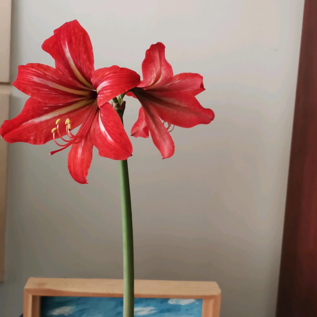 文竹