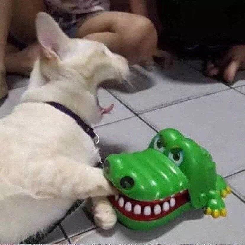 乌龟壳【起不来就死丨进阶版】