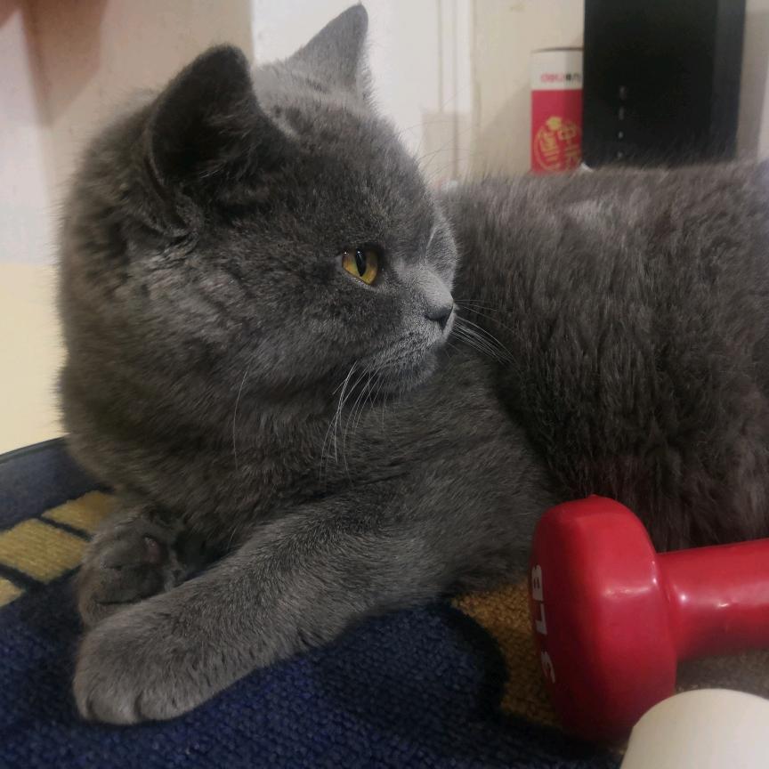 小熊是小猪🐷