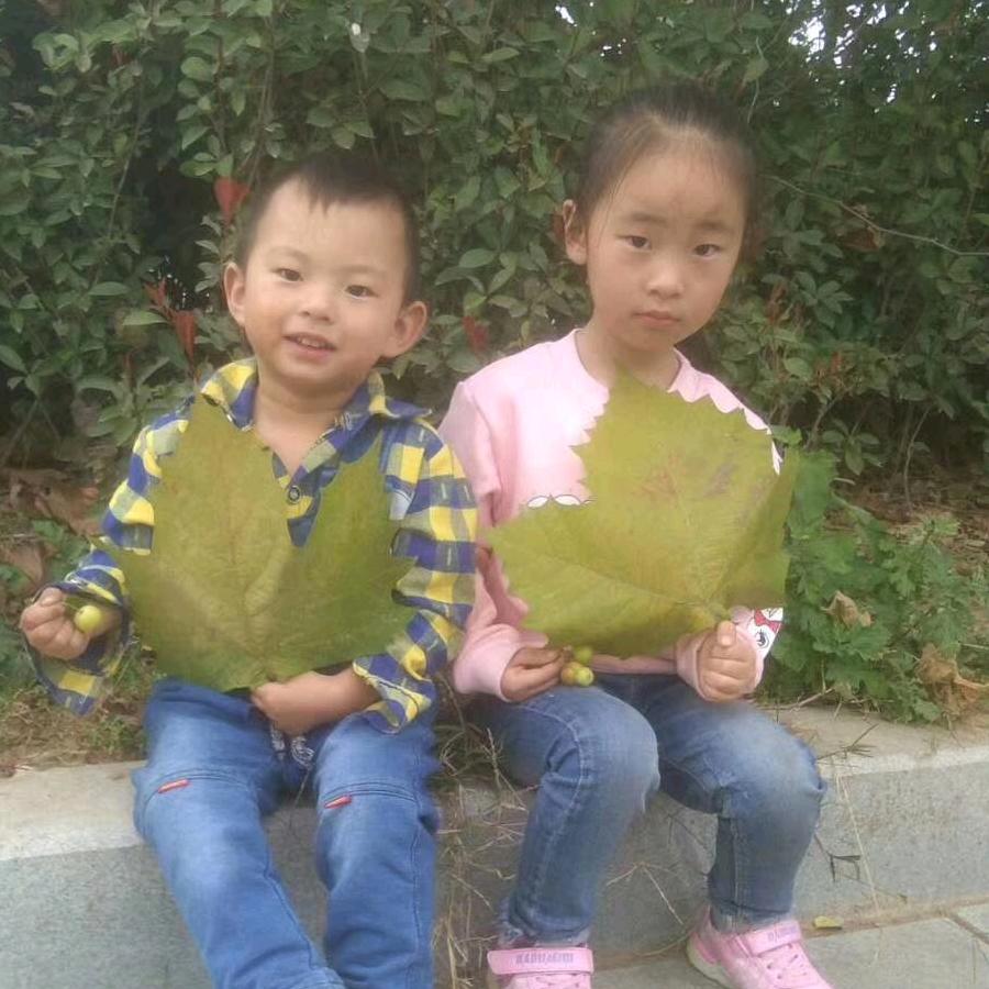落叶无泪