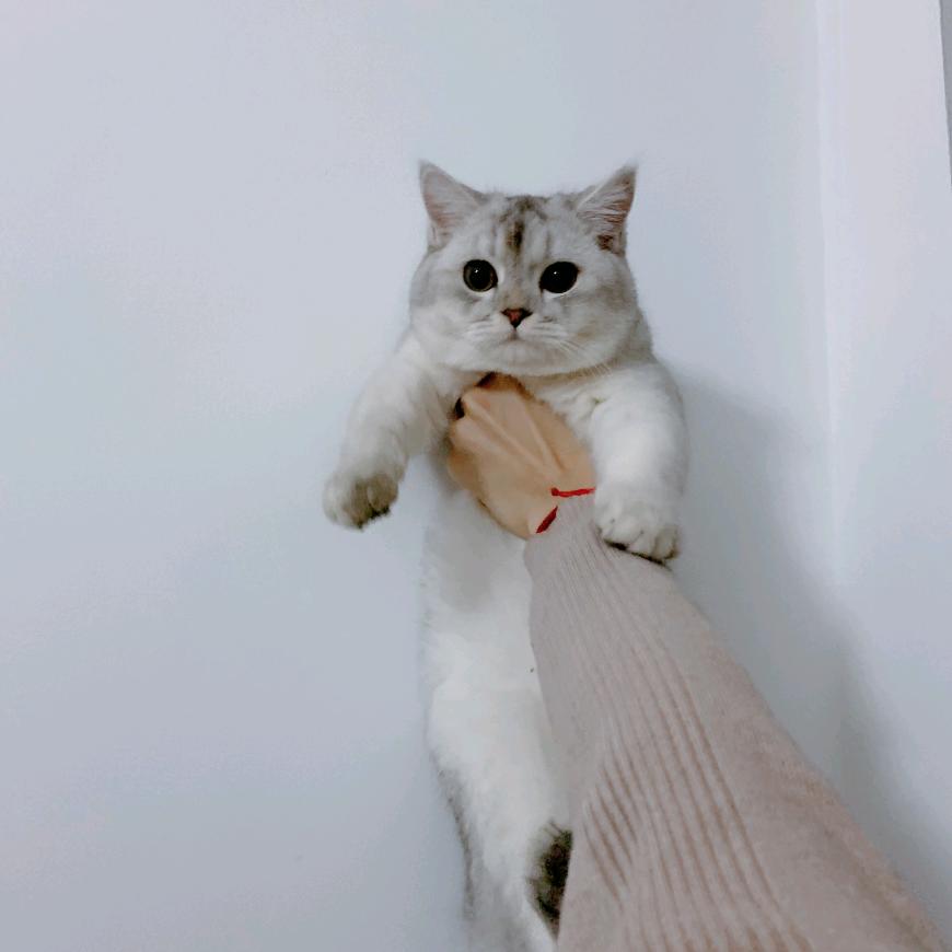 阿狸和元宝