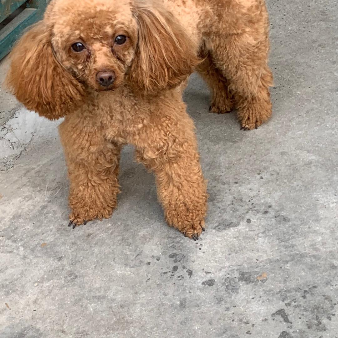 村长的妈妈