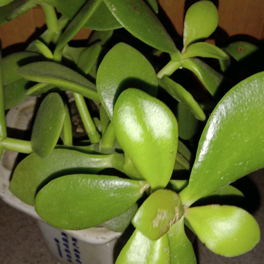 明天会更好123456789