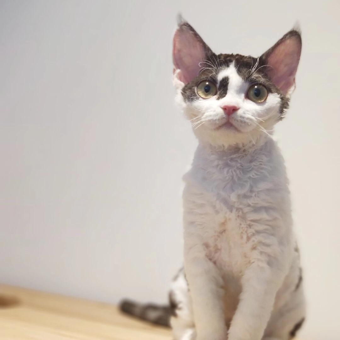 🦄一只迅猛龙.