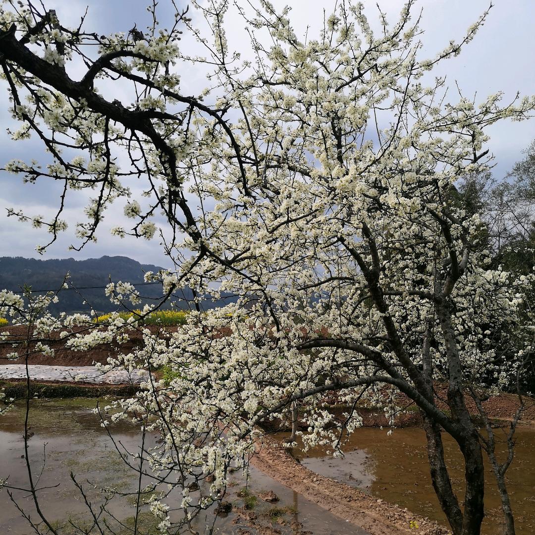 橄榄绿的岁月