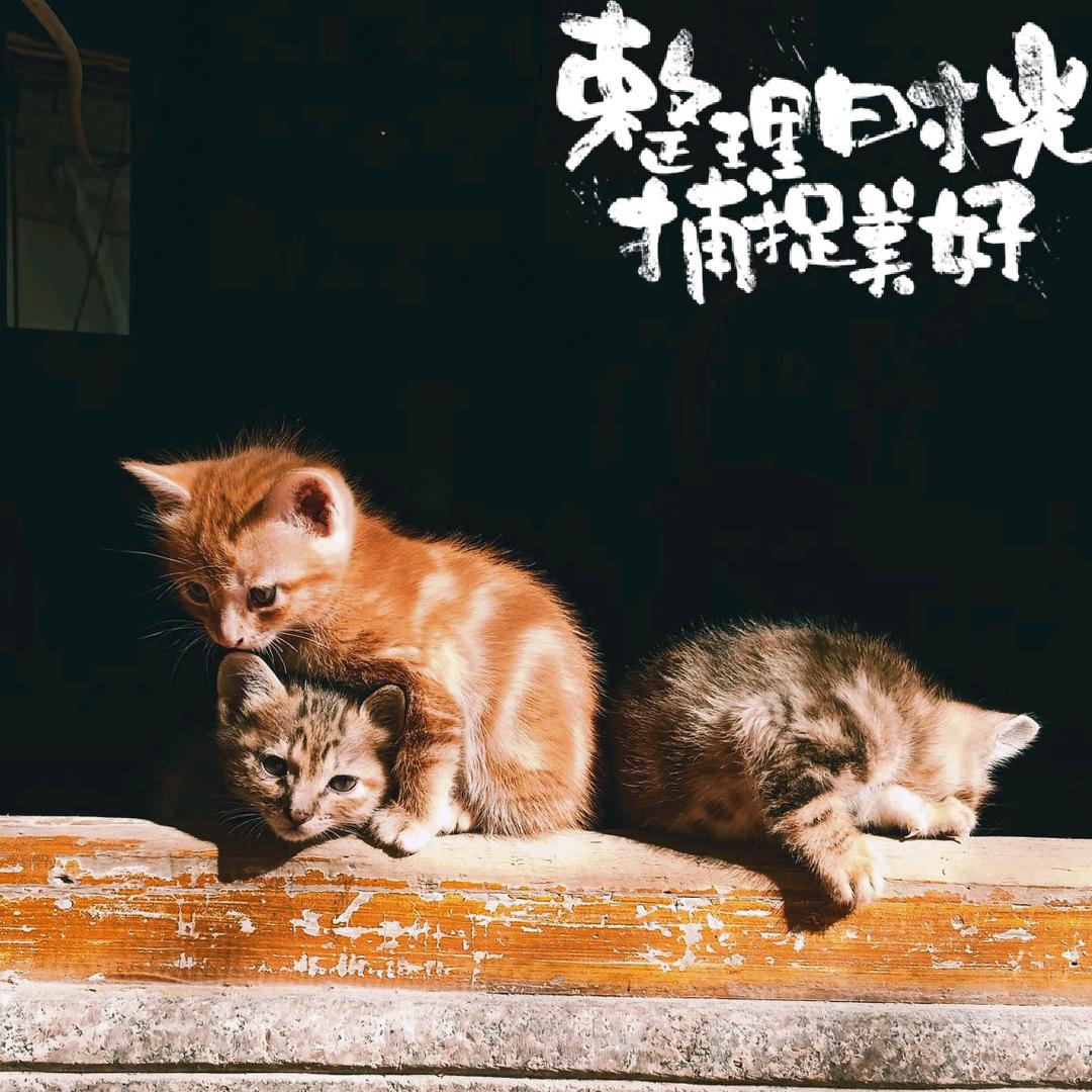 猫小四♡