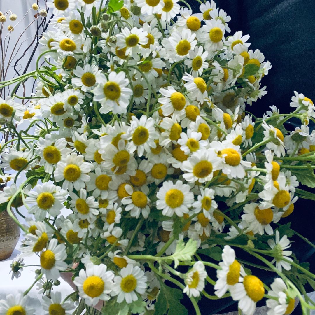 花旅鲜花🌷