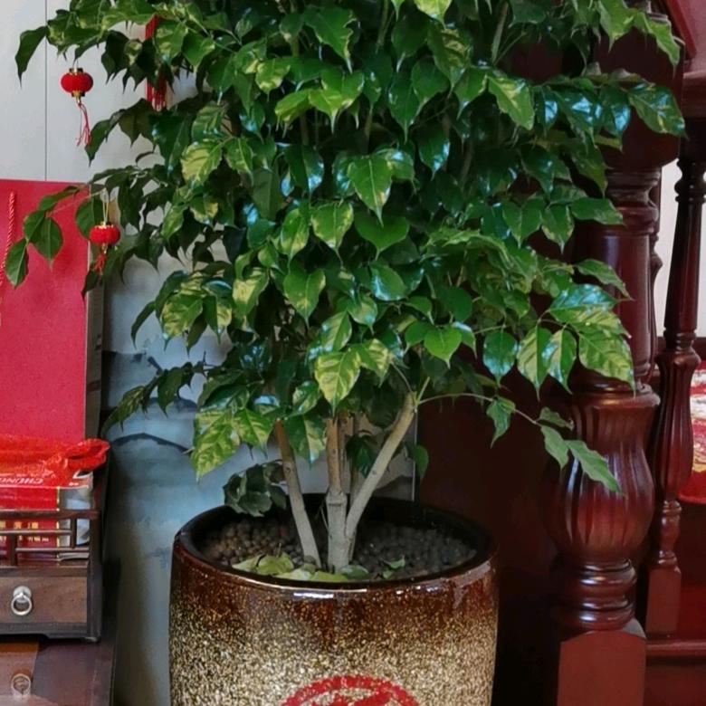 阿贝与丁当姐🔥