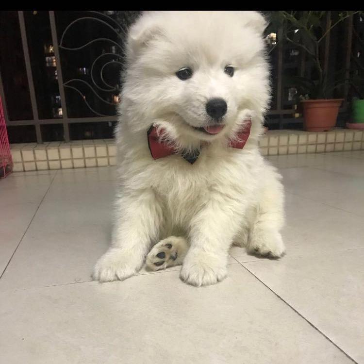 萨摩耶✌️李摩卡