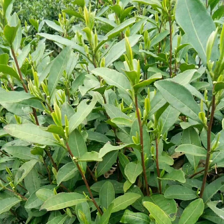 茶人
