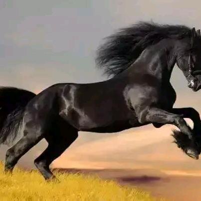 一匹脱绳的黑马