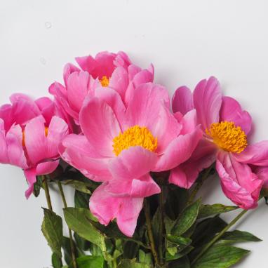 芍药花 （拒绝私聊）