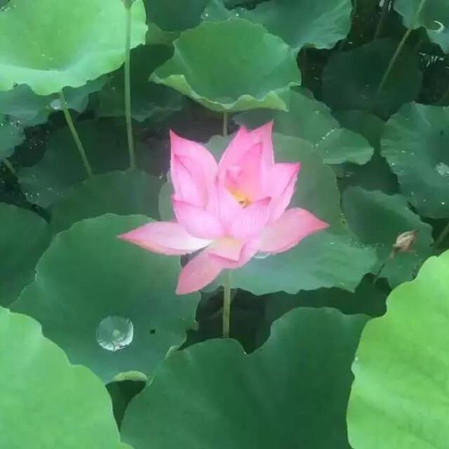 💖缘分💕