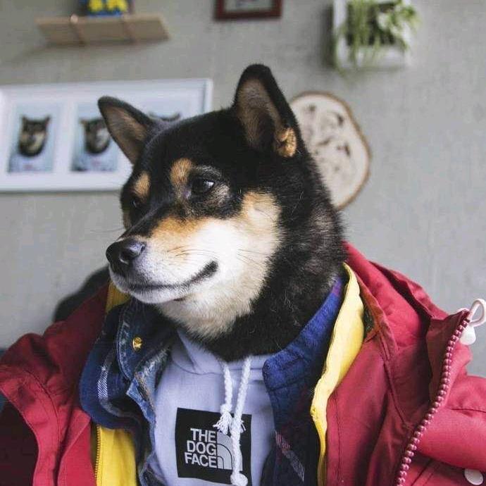 糍糯米糕粑小黑柴