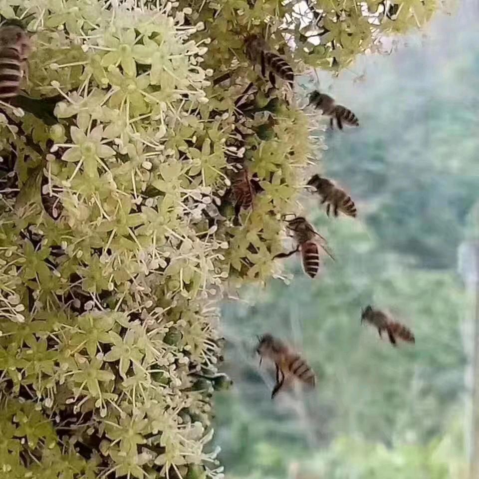 紫气东来（辉哥仔）