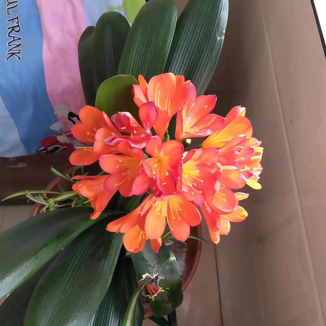 划桨开船❤️🐮