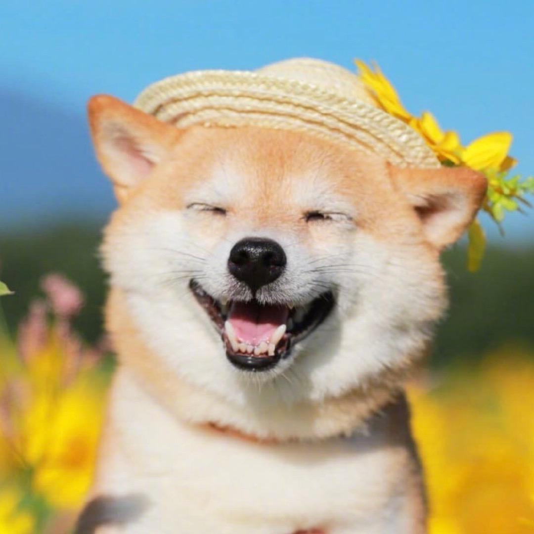 二哈的游戏