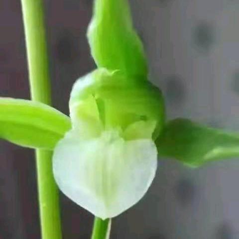 小李花卉