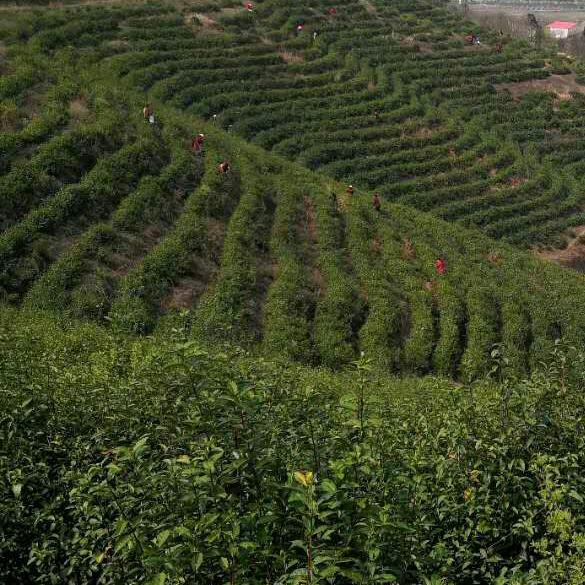 观音山茶厂