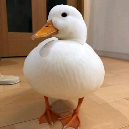 春城优冻供应链范茂其