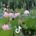 浅如夏沫