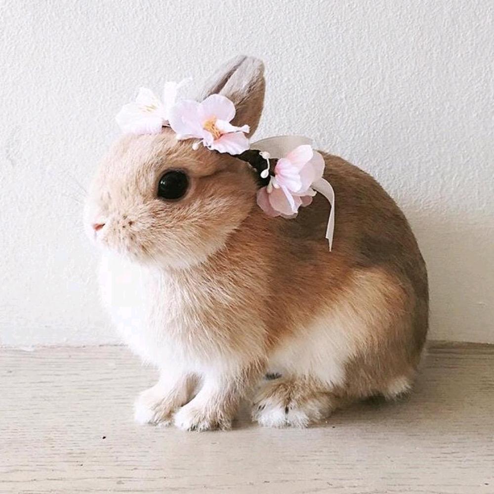 小兔子🐰