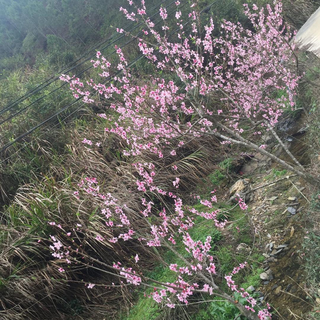 黄英晴