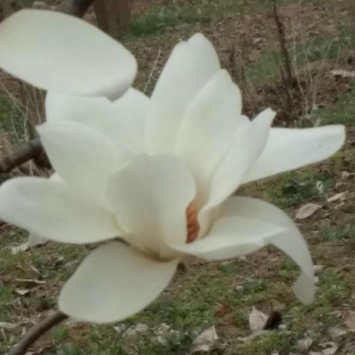 淼奶