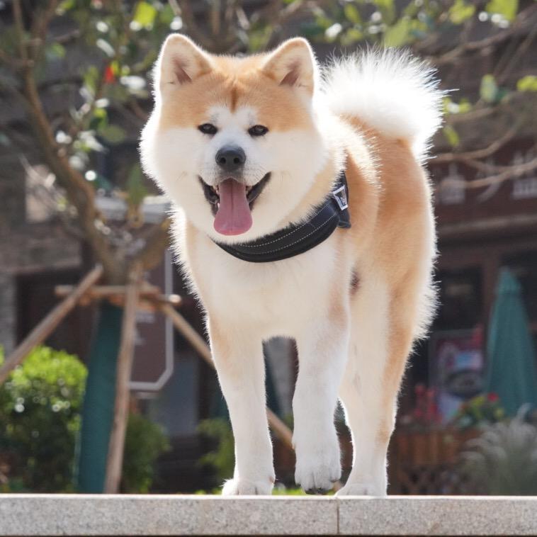 Alex有只秋田