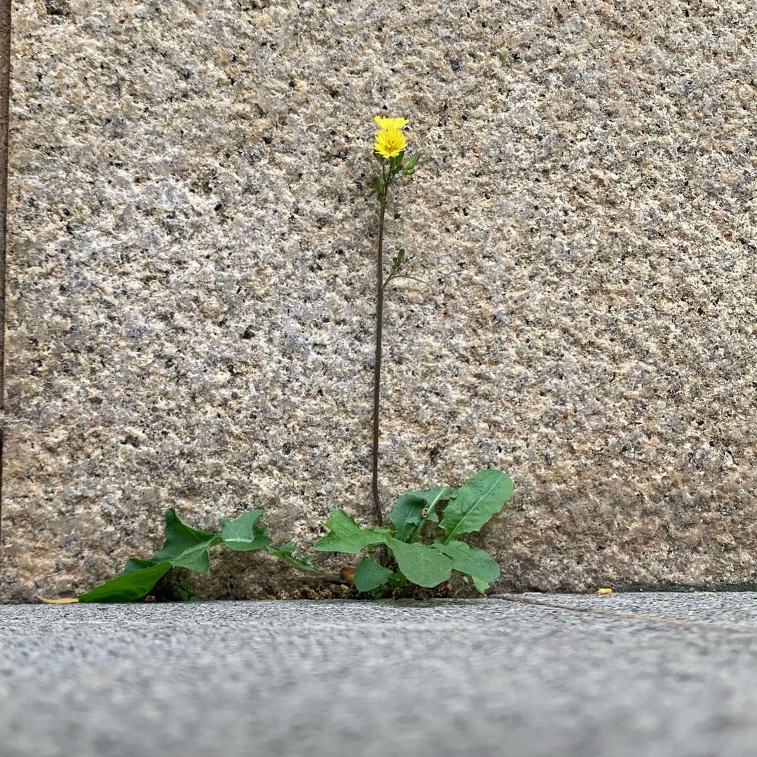 依景若
