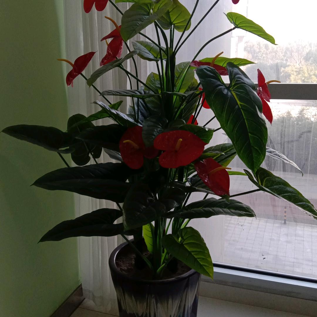 xiaozhiming929434247