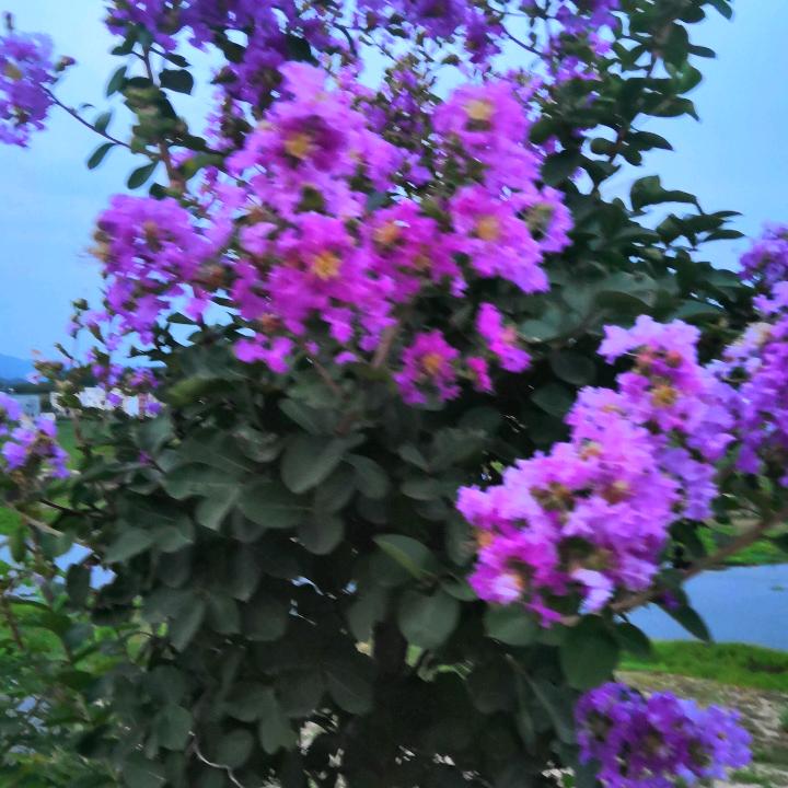 十里桃花香香