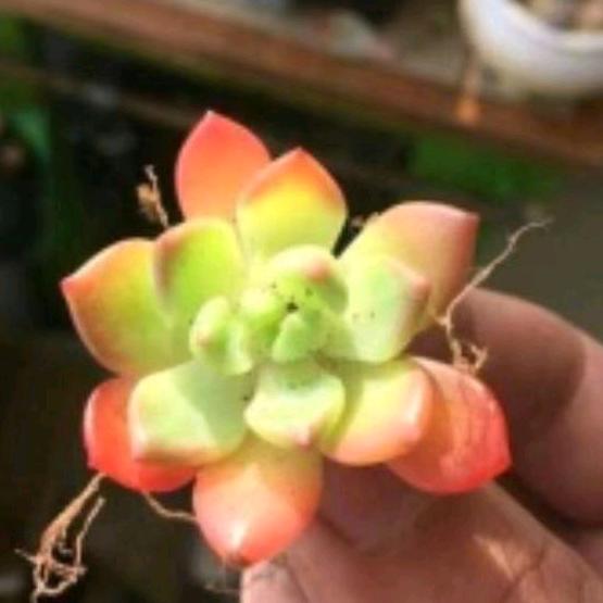 衣者