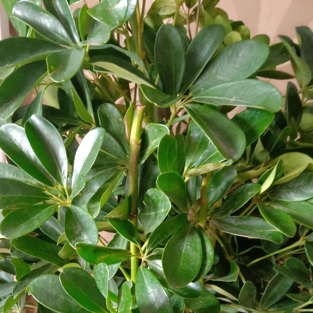 ☘️☘️午后荼香☘️☘️