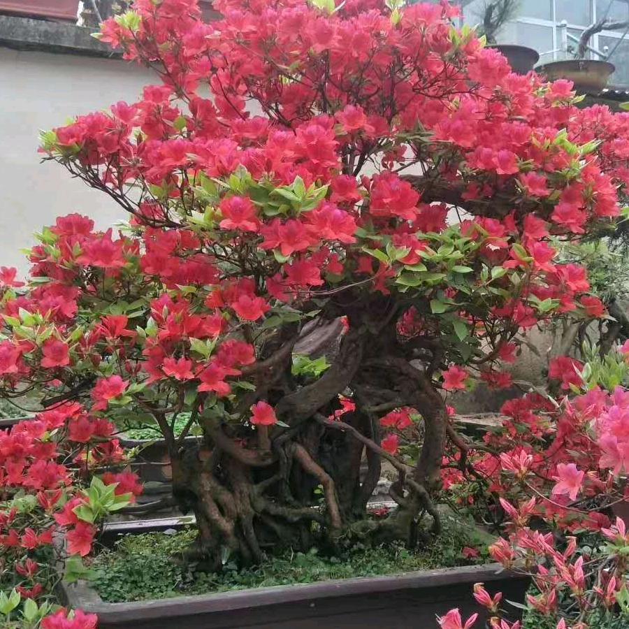 千里缘优品映山红