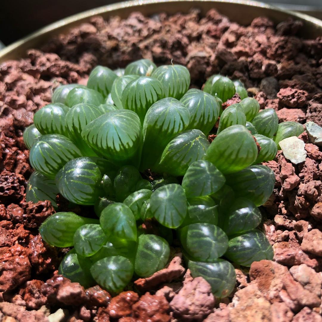 大城小肉多肉植物园