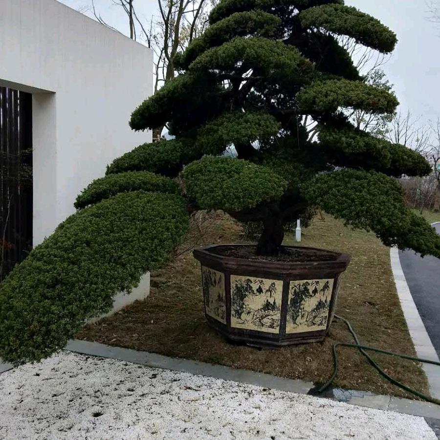 梁五哥