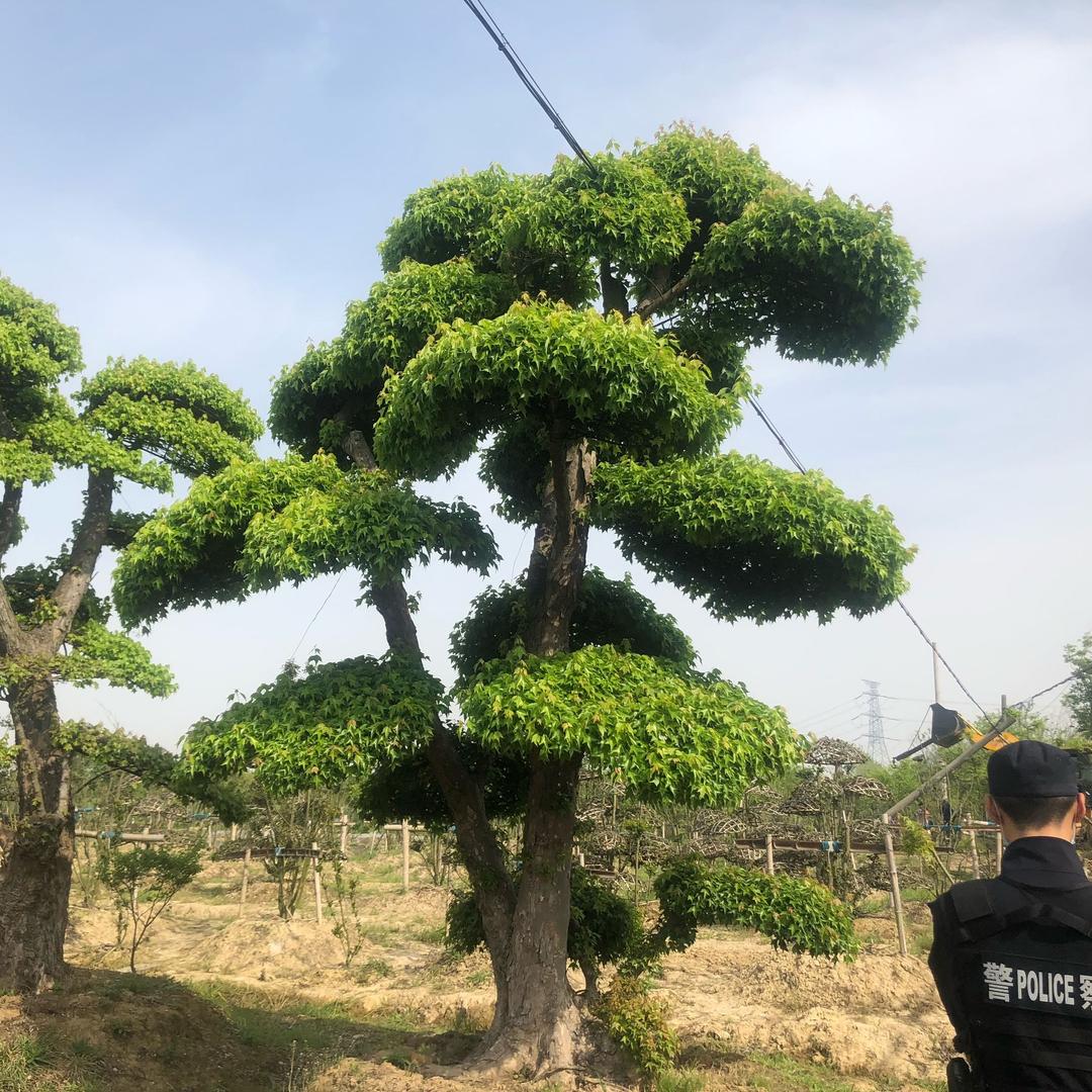 造型，特选，乌桕，庭院