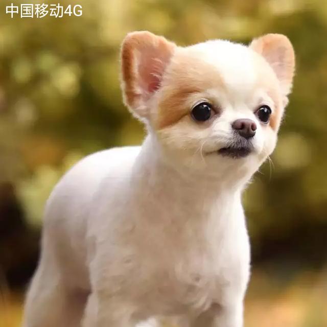 不会浪漫的80后