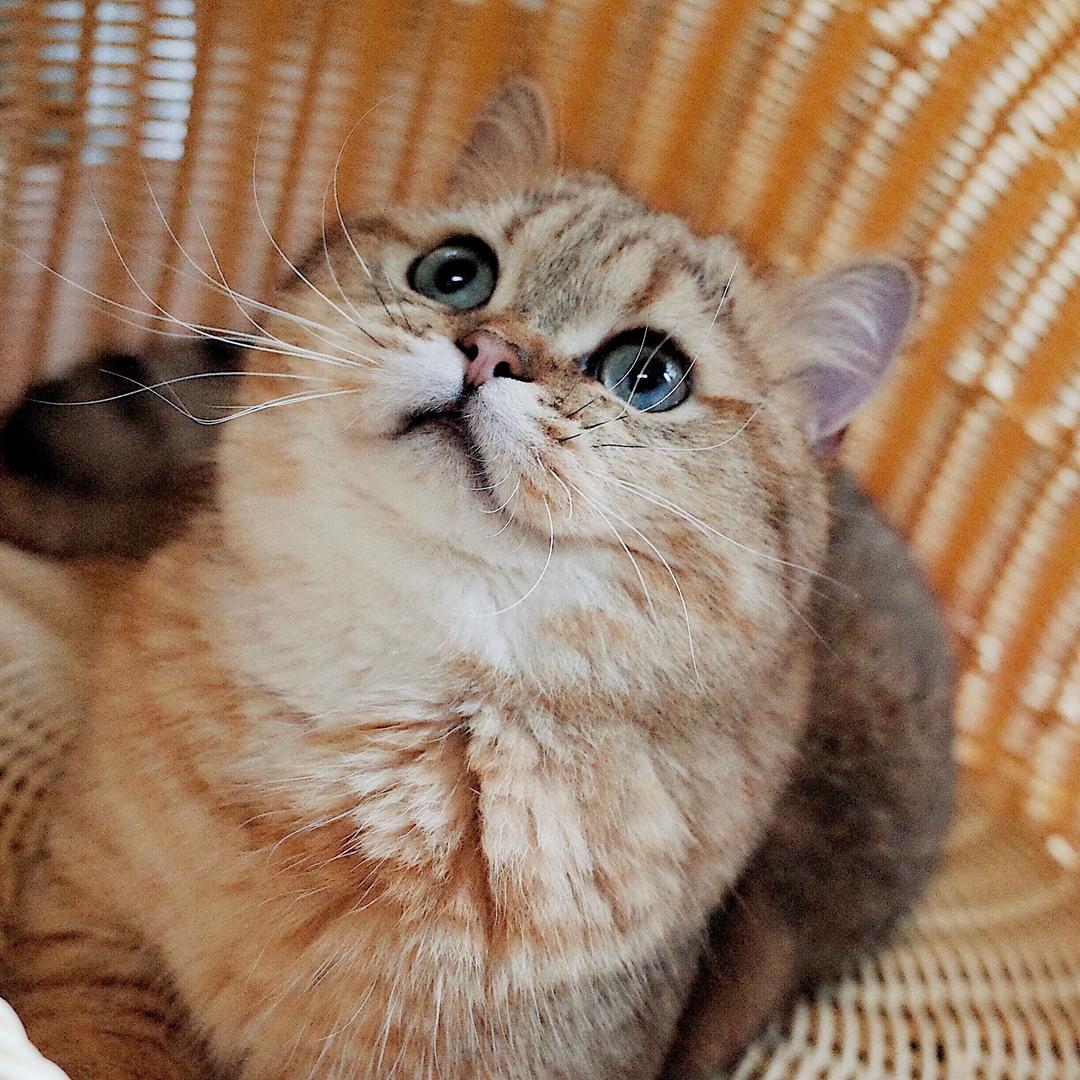 蛋黄の妈
