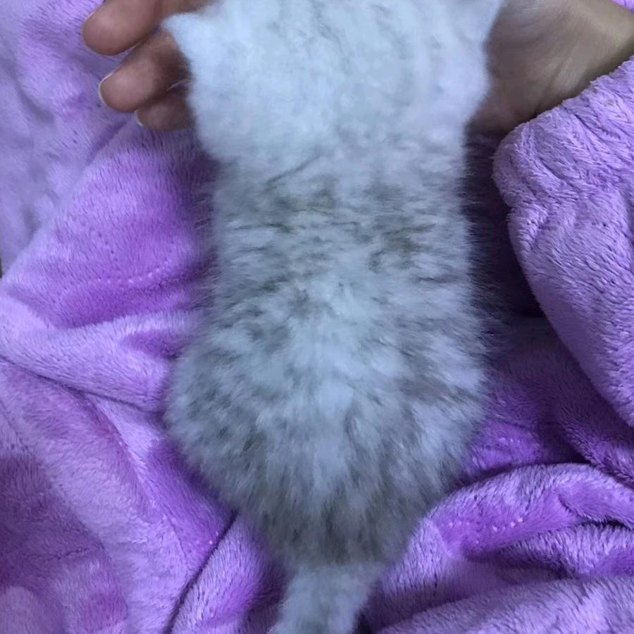 芳