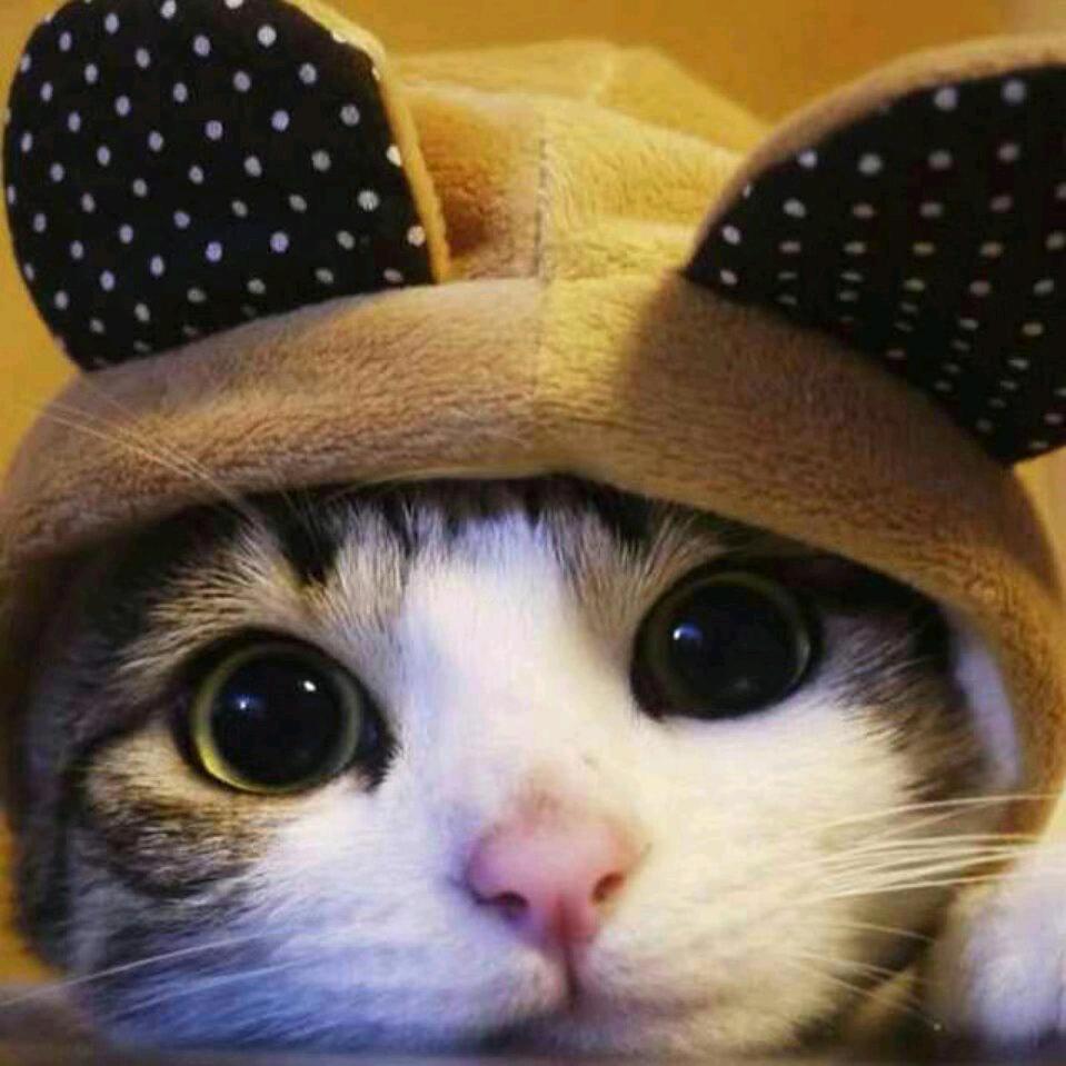 刺猬。